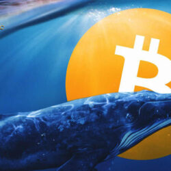 Góc cá voi - Cá voi Bitcoin lớn thứ 3 “dậy sóng”, mua 2.135 BTC trong 1 tuần – Từ chối bán kể cả khi BTC lập đỉnh